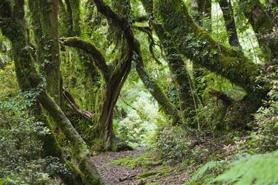 Kauri Walk